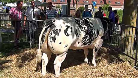 Paasvee Schagen